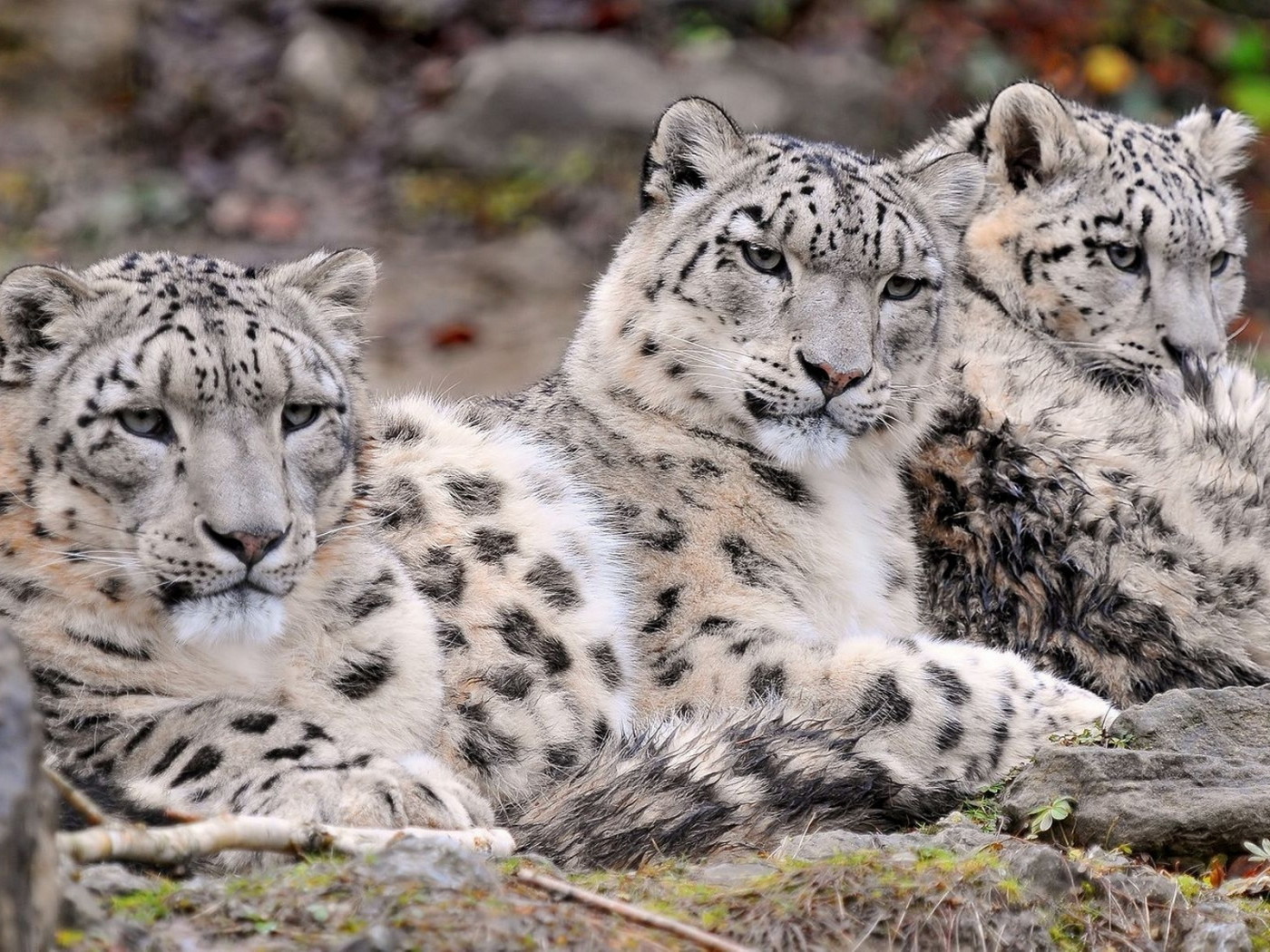 Три снежных барса