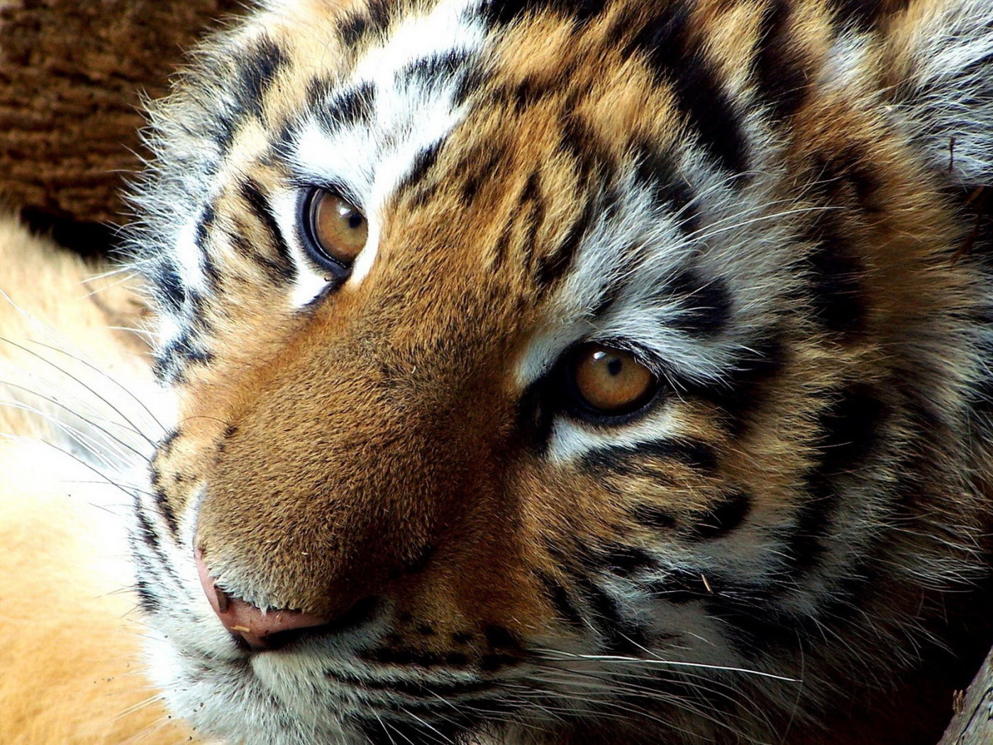 мордашка Тигренка