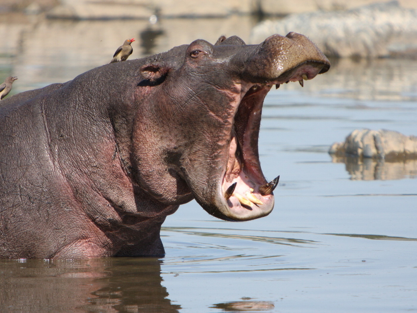 Зевающий бегемот
