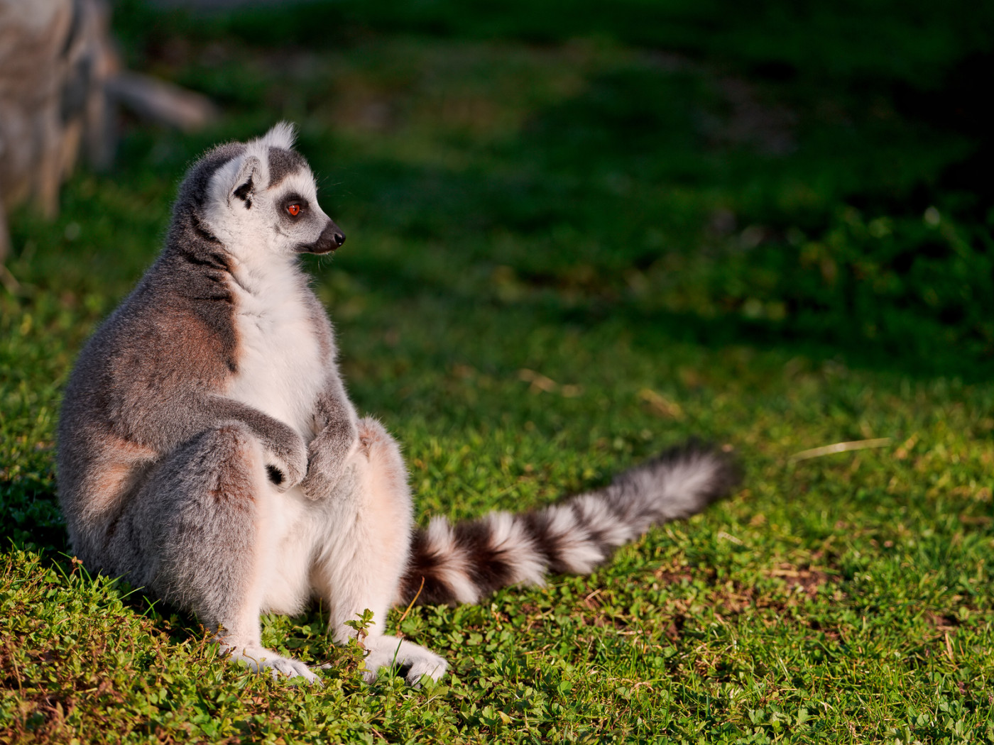 Сидящий лемур