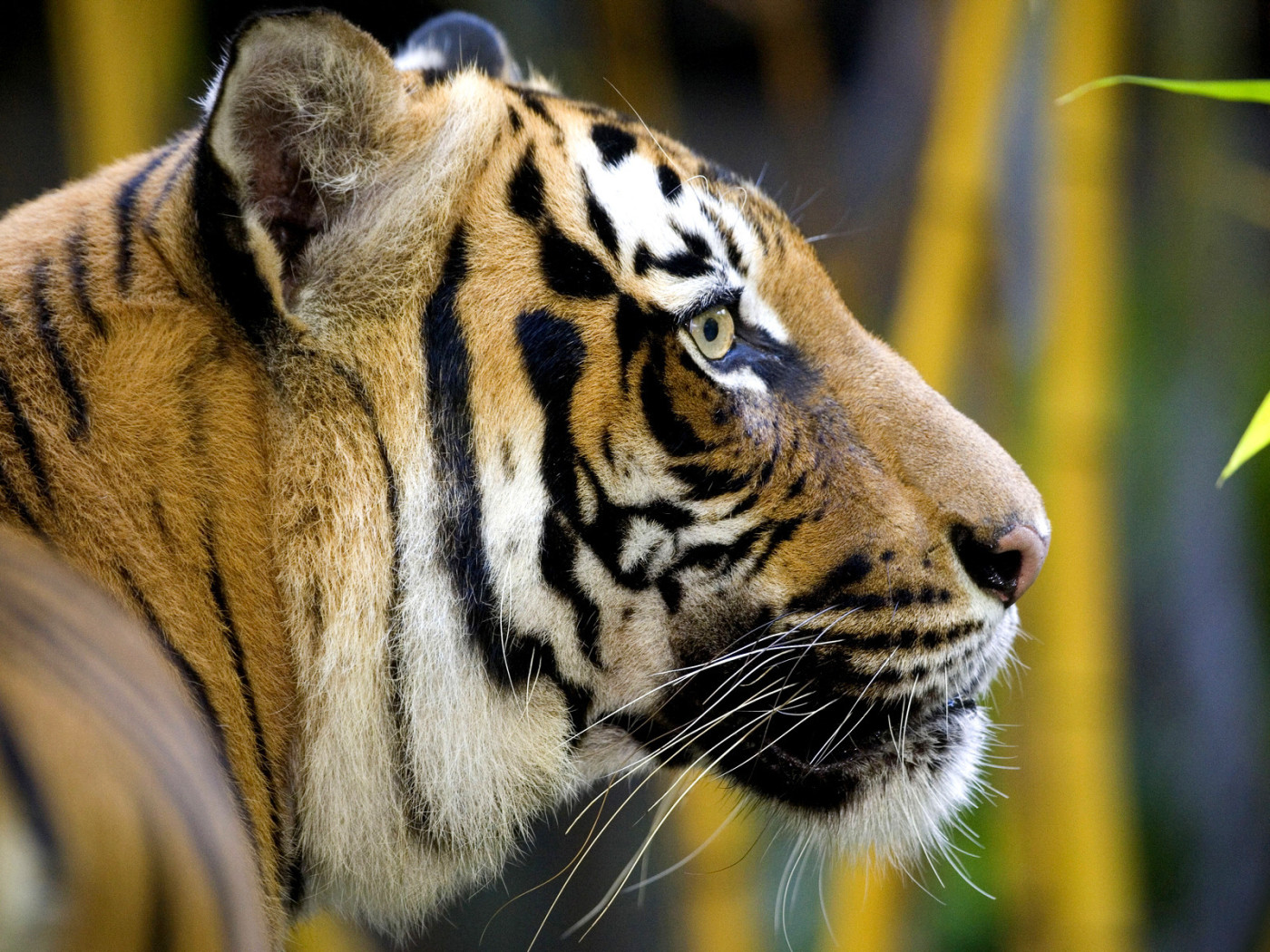 Полосатая морда