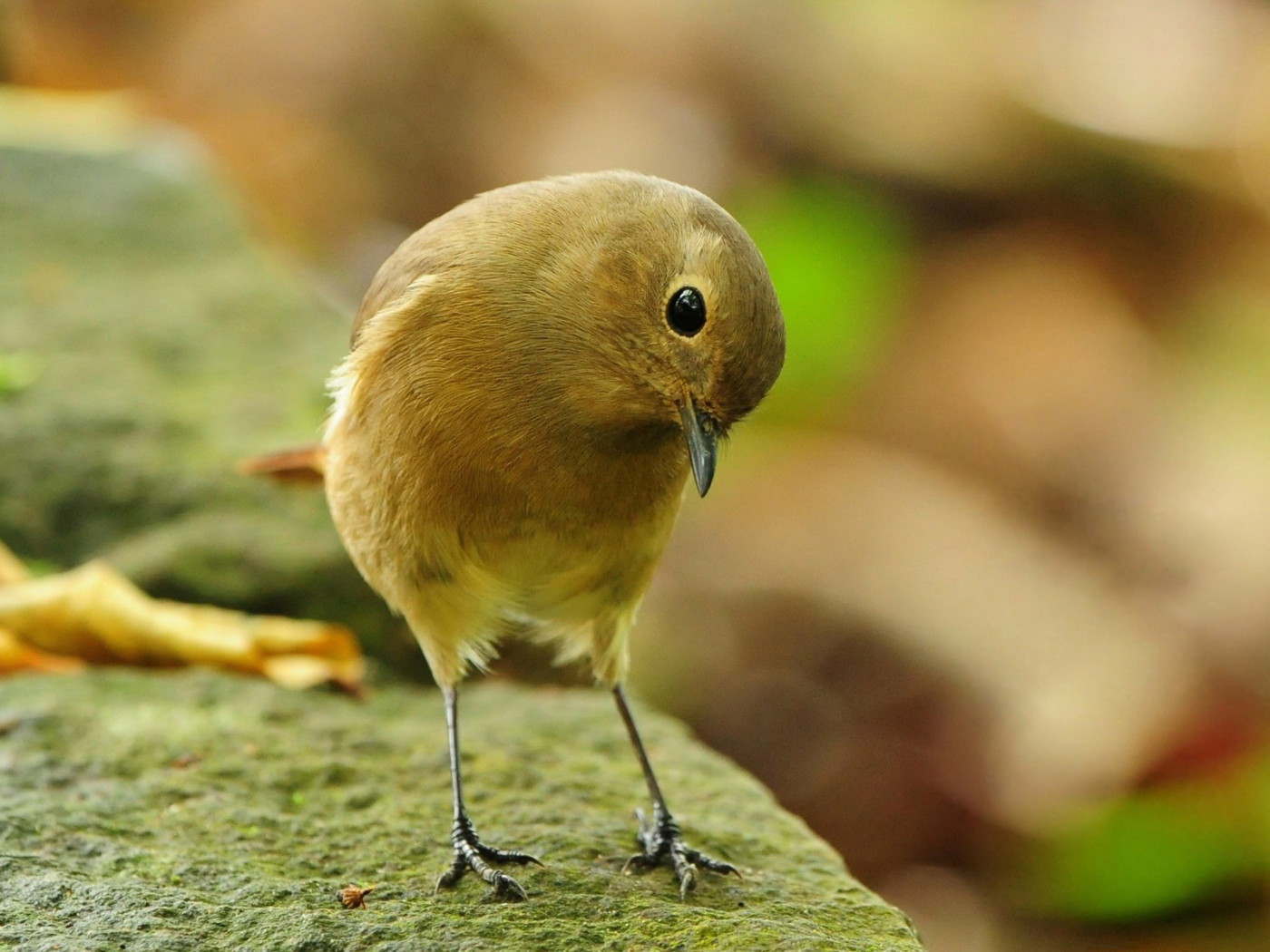 Загадочная птичка