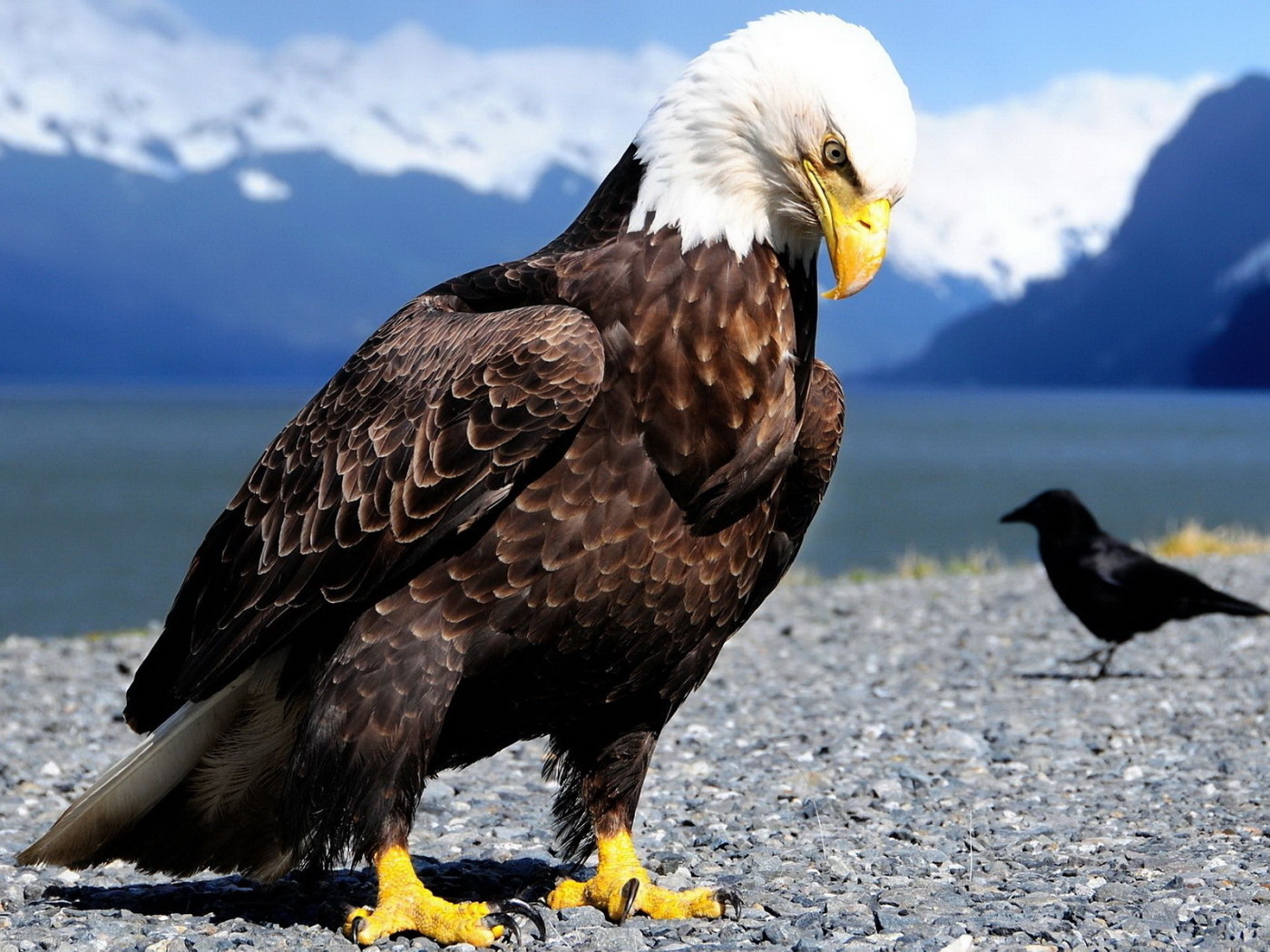 Белоголовый орлан