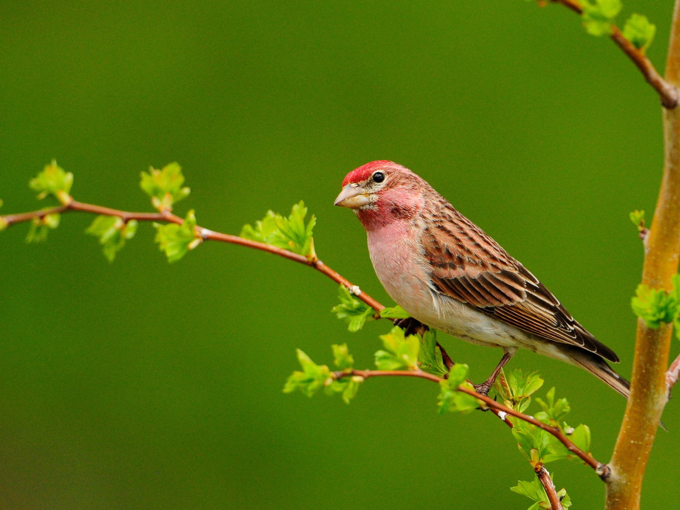 Птичка на ветке