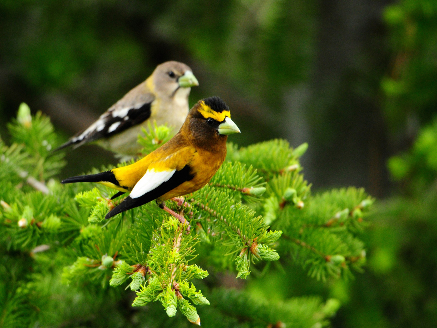 Птички на дереве