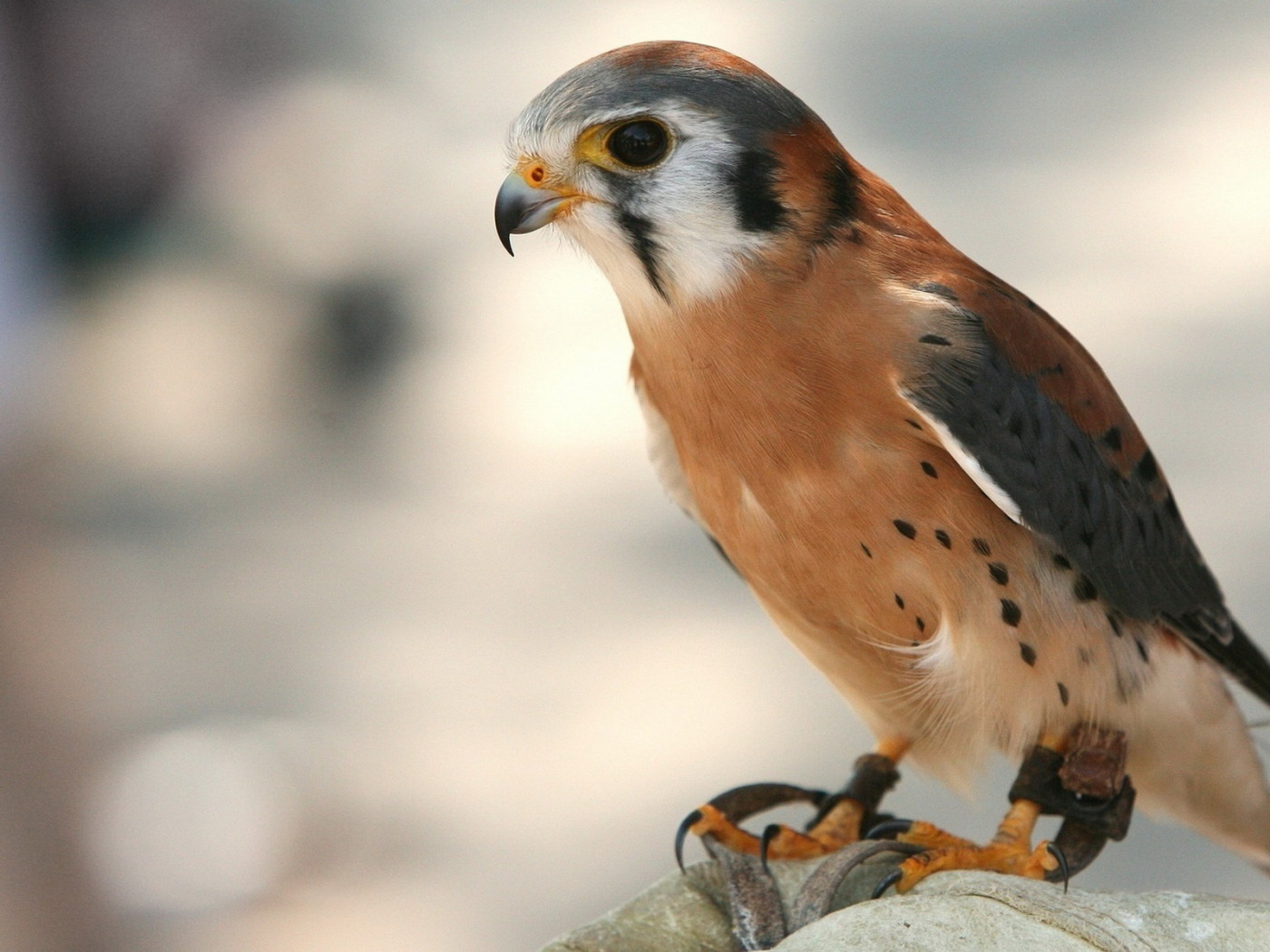 Крылатый хищник