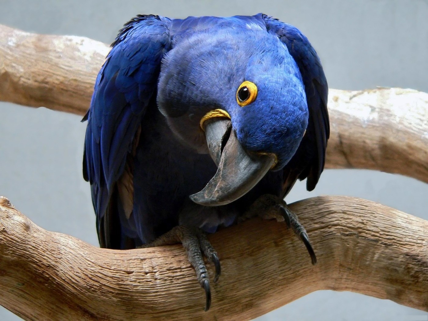 Синий ара