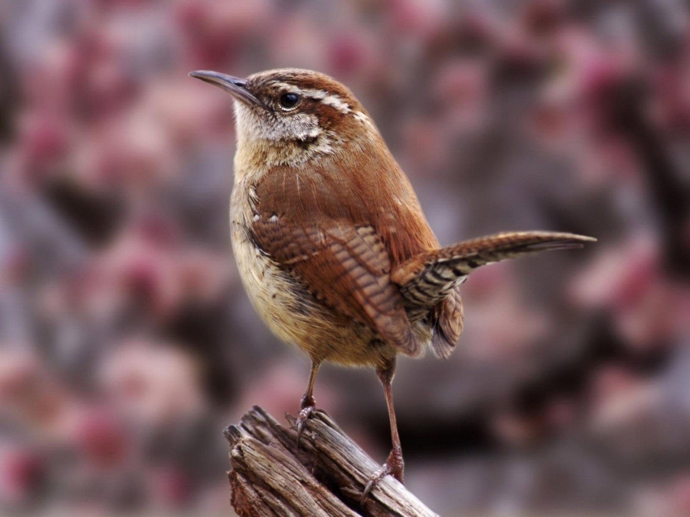 Маленькая птичка