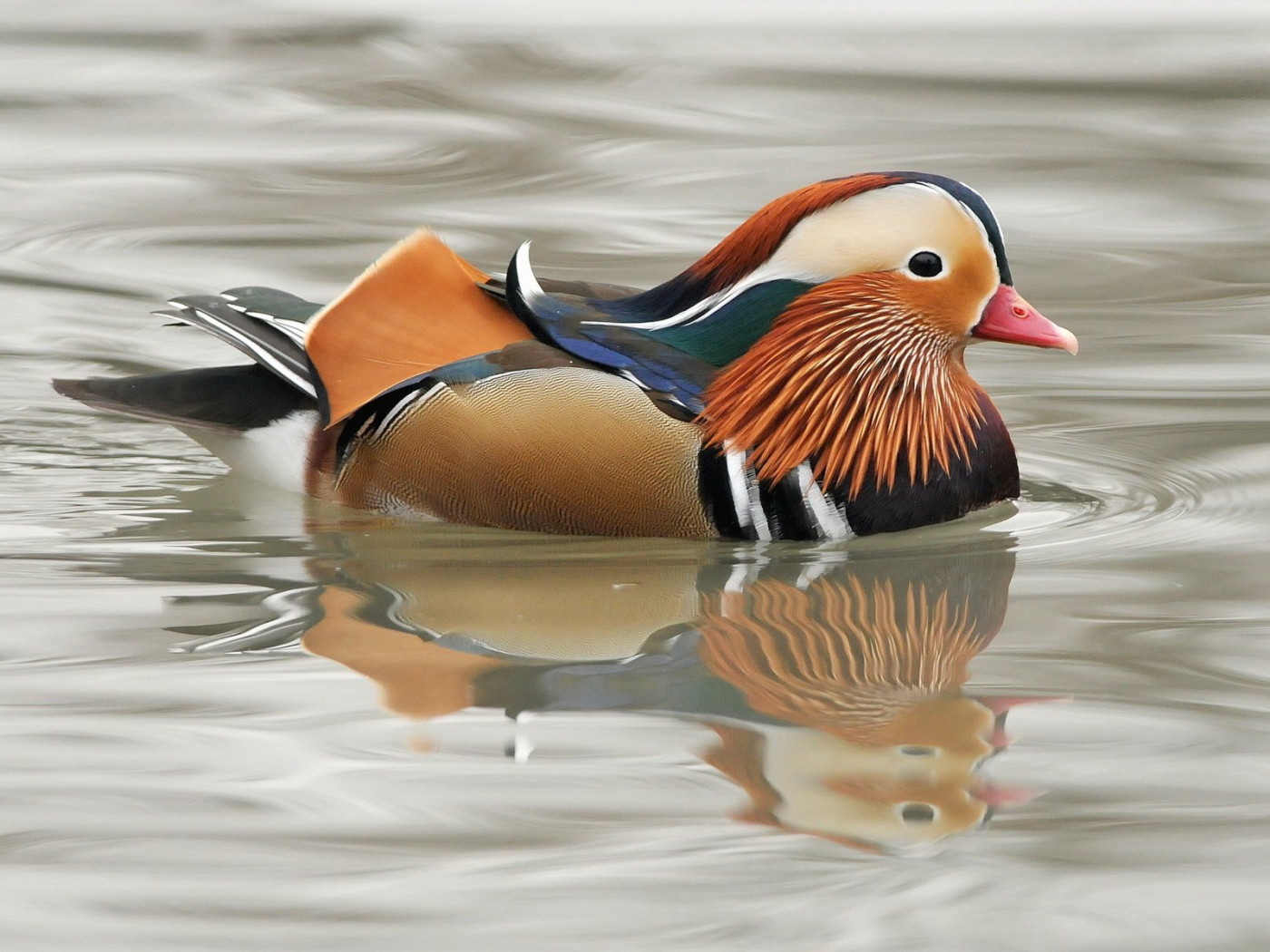 Мандаринка