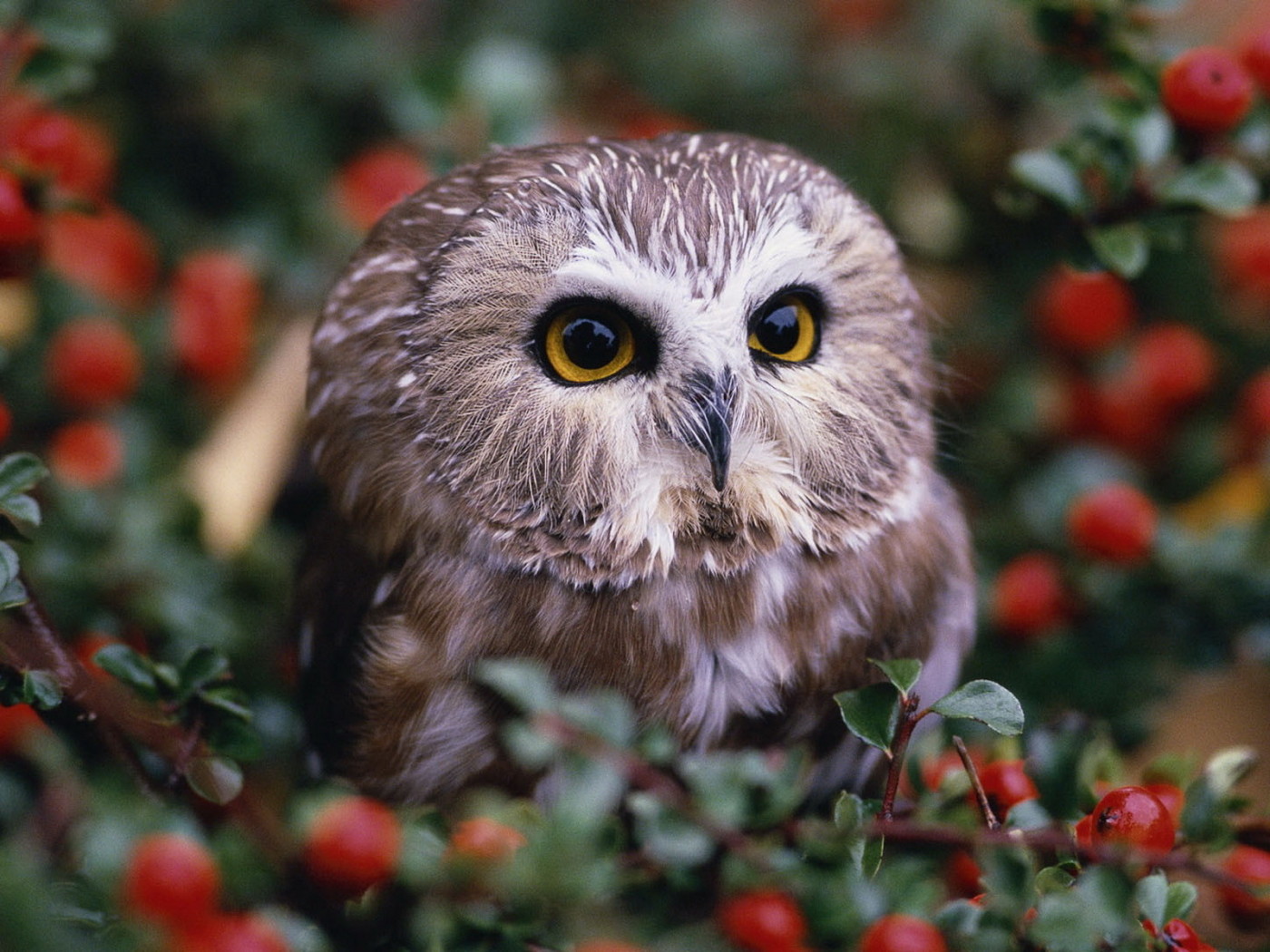 Совенок на кусту