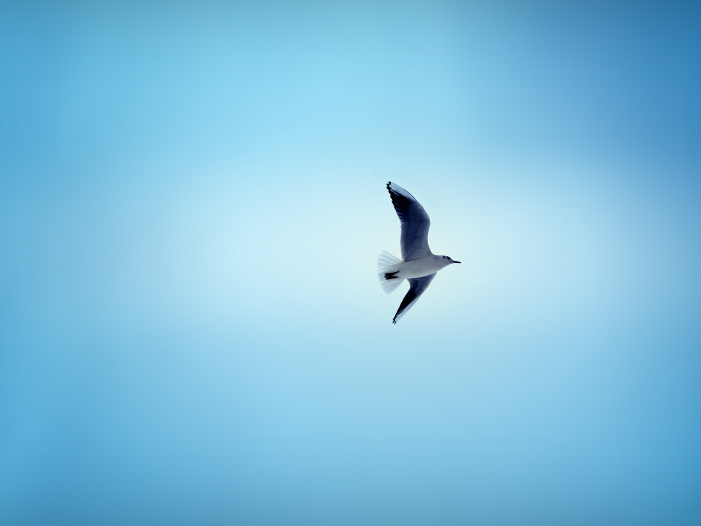 Чайка в небе