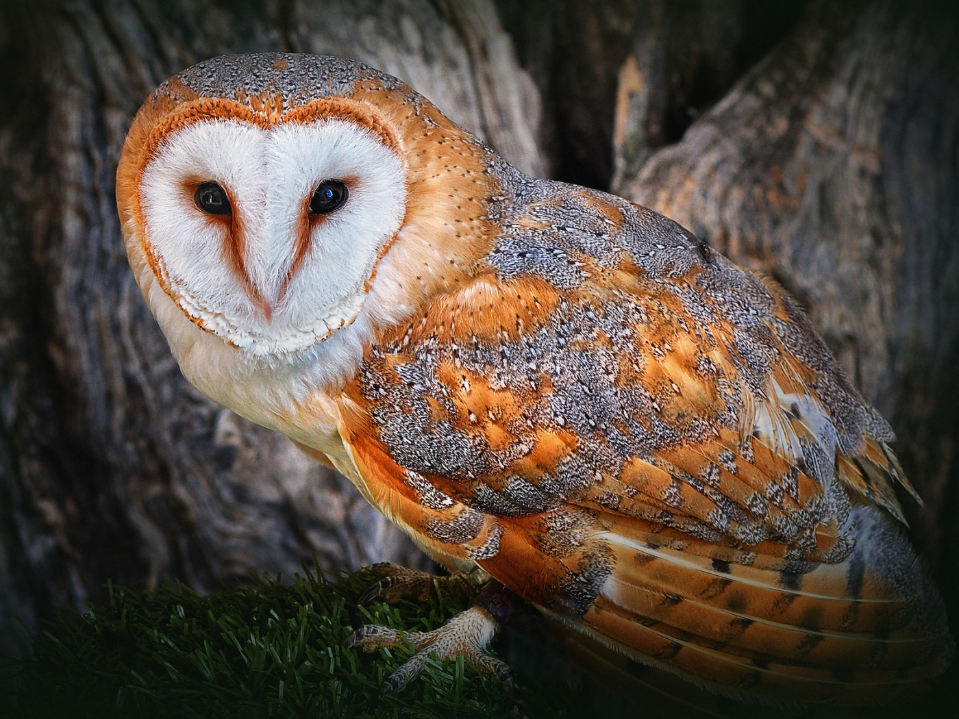 Полярная сова