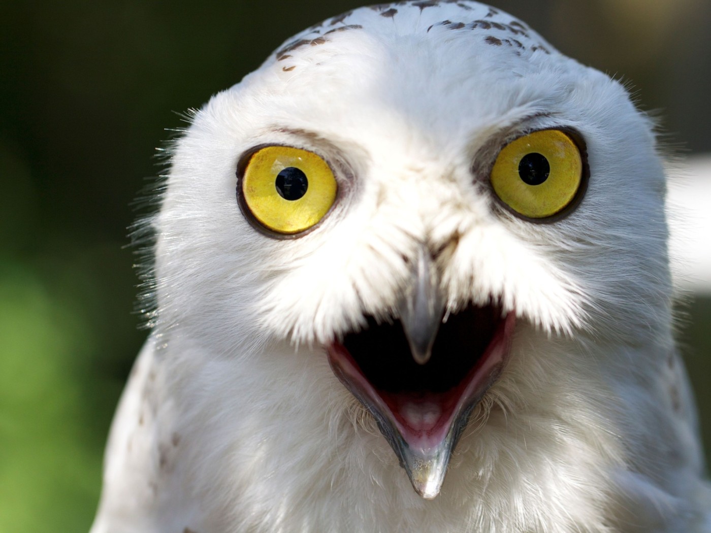 Белый филин