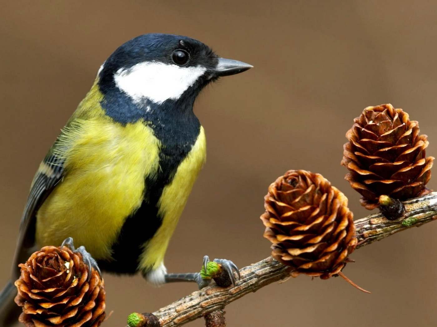 Синица на ветке