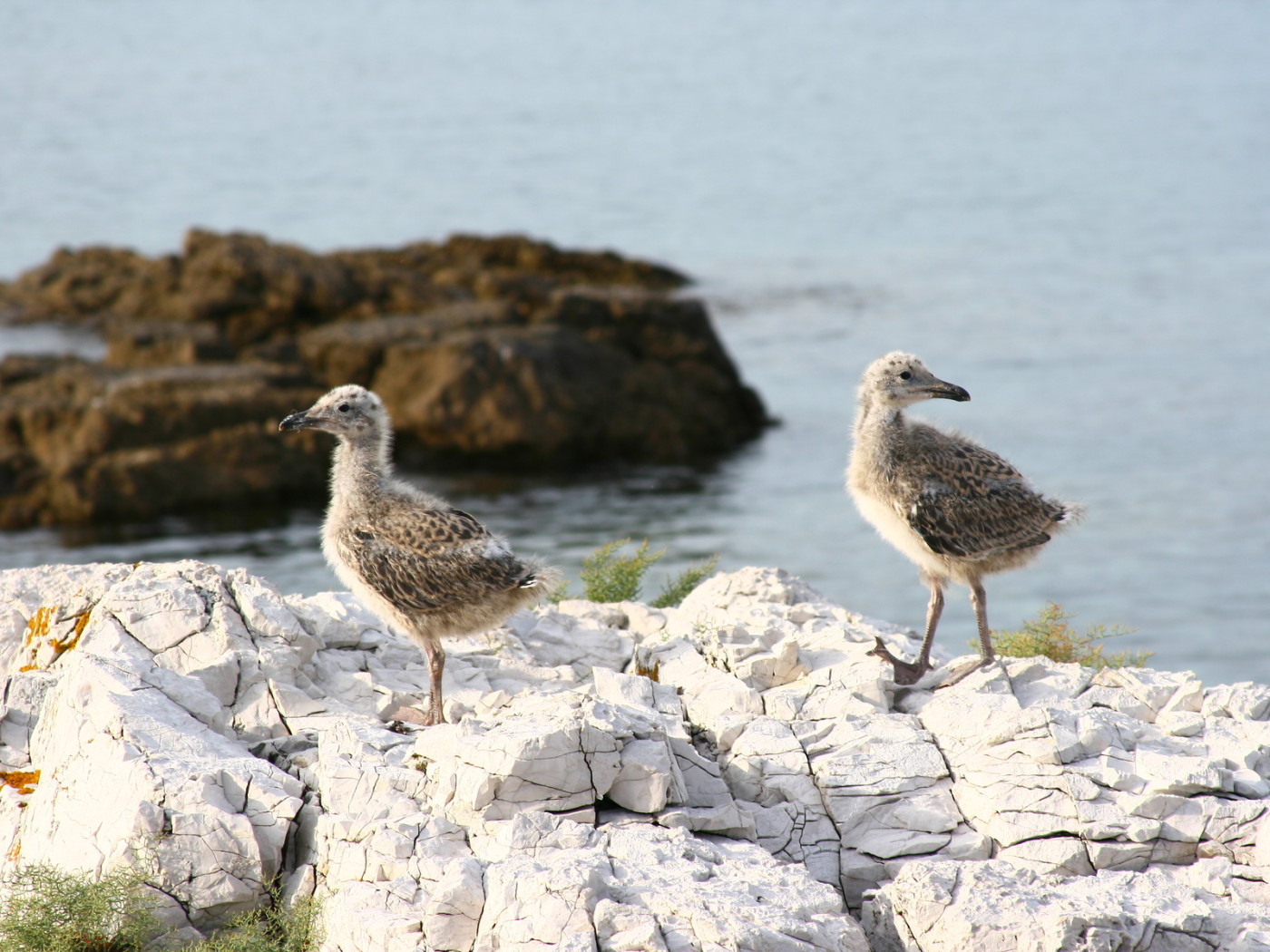 птенцы Чайки
