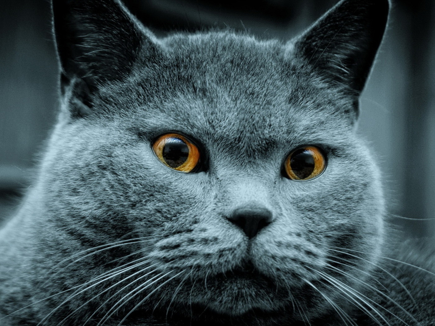 Красавец кот