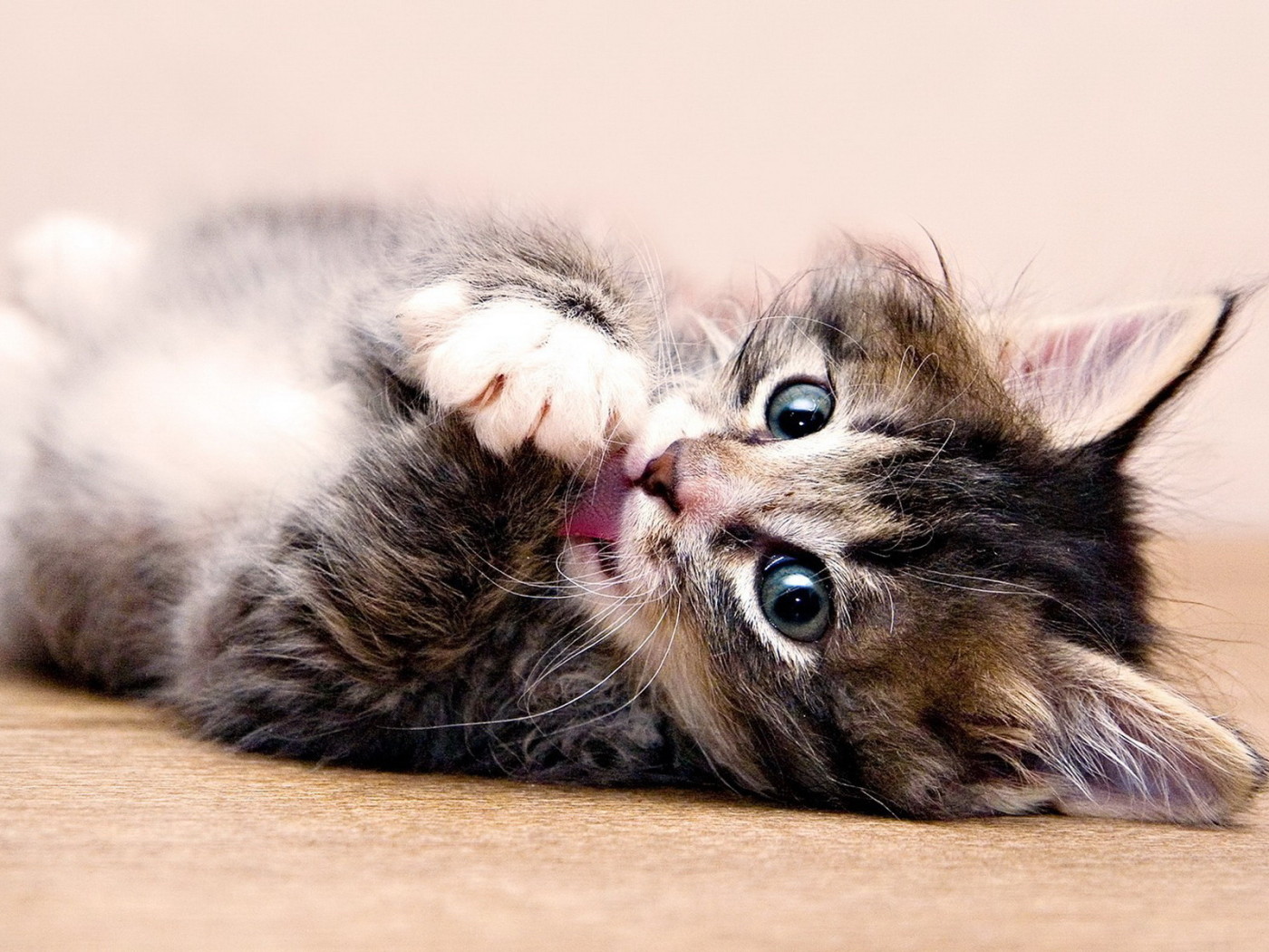 Красивый котенок