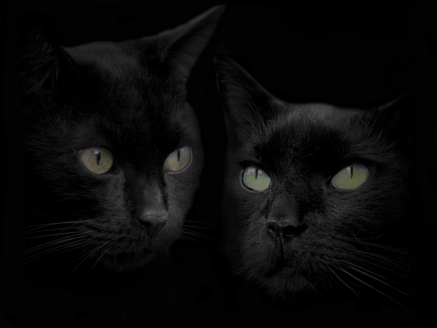 Черные кошка и кот