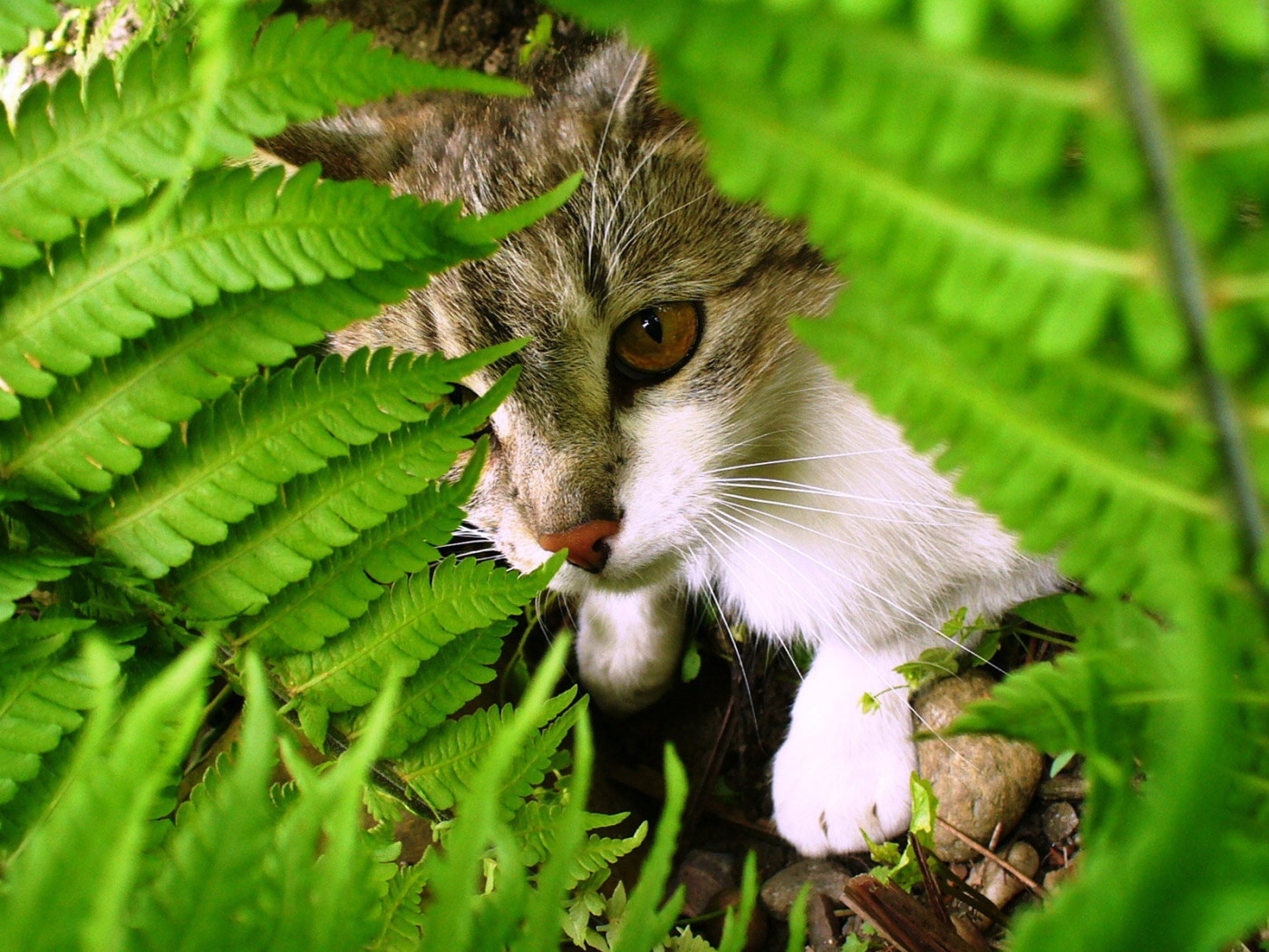 Кошка среди листьев