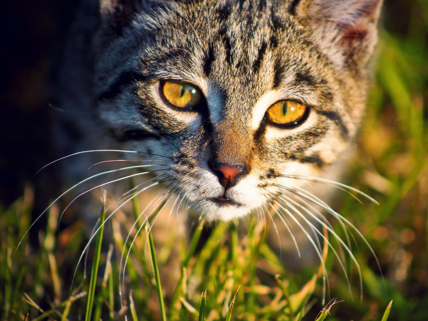 Кошка в траве