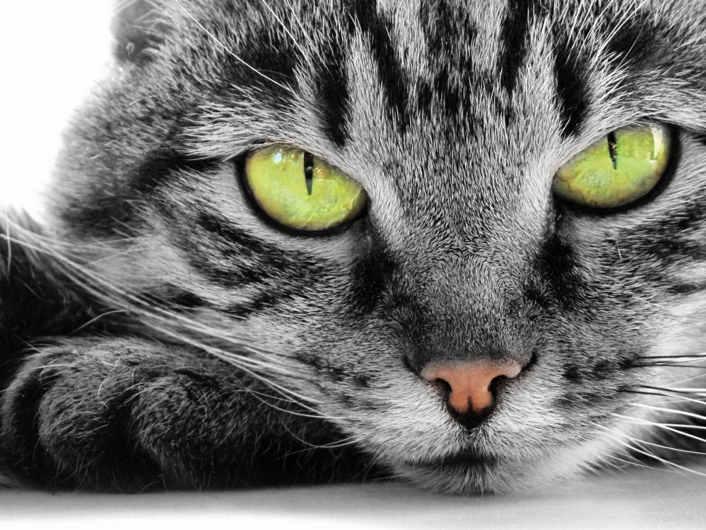 Кошка с зелеными глазами