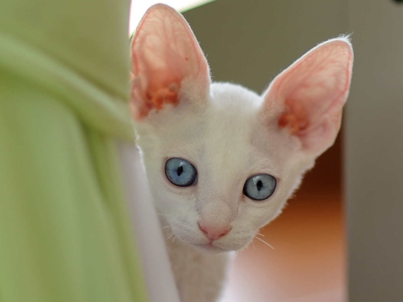 Ушастый котенок