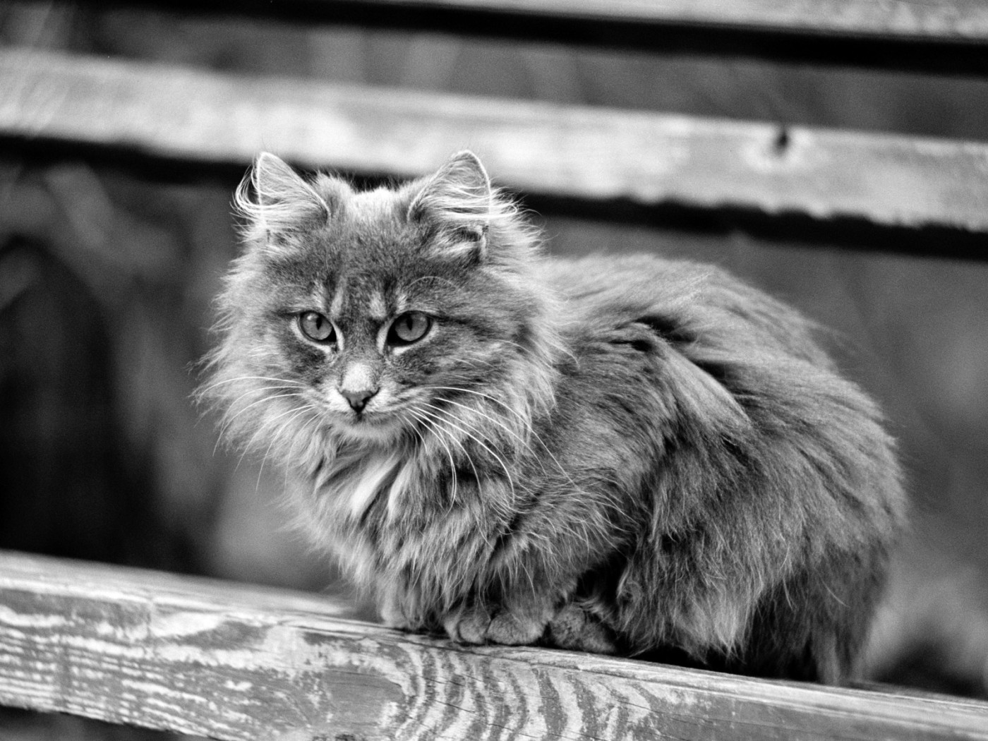 Серая кошечка