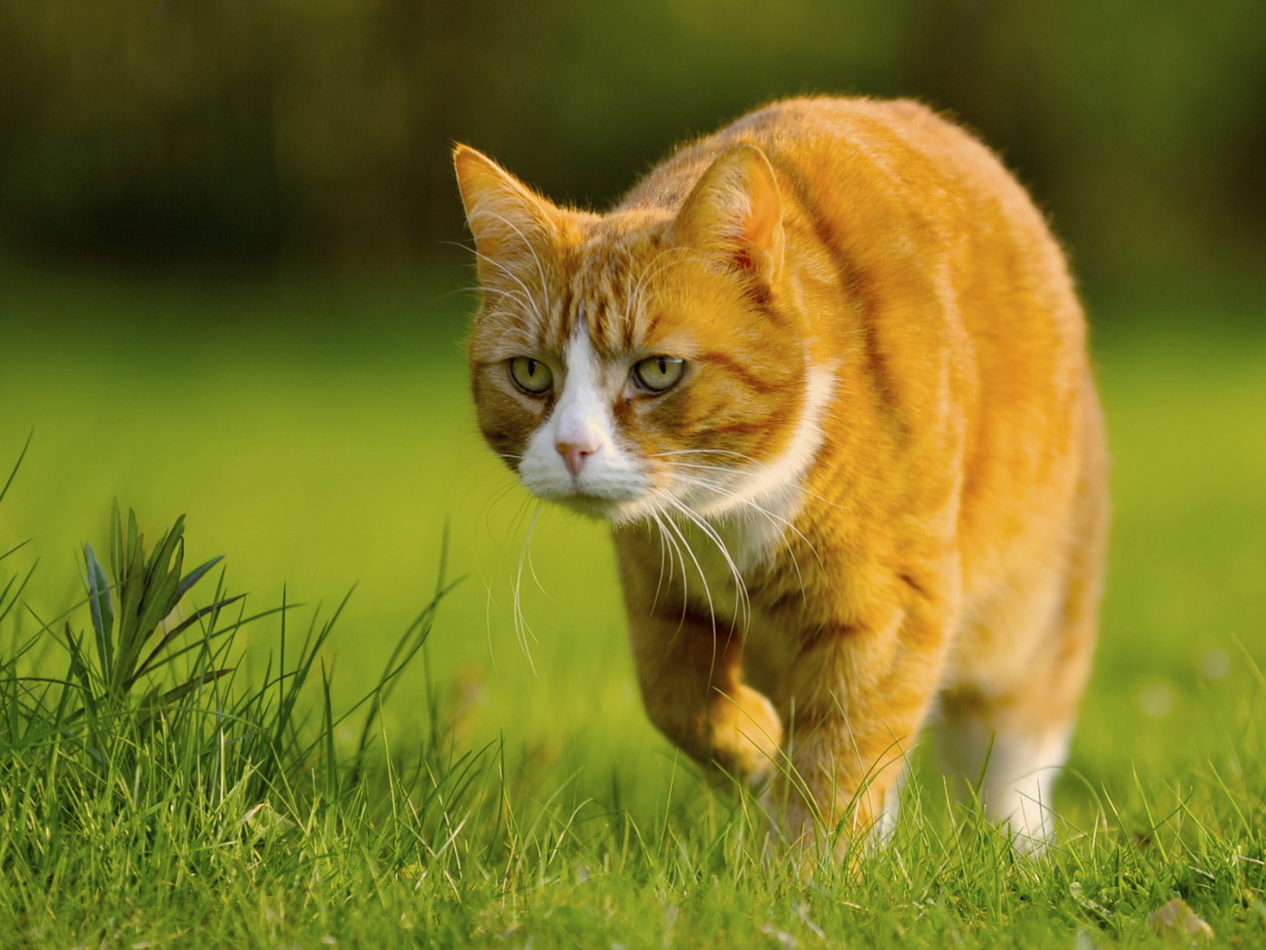 Крадущийся кот