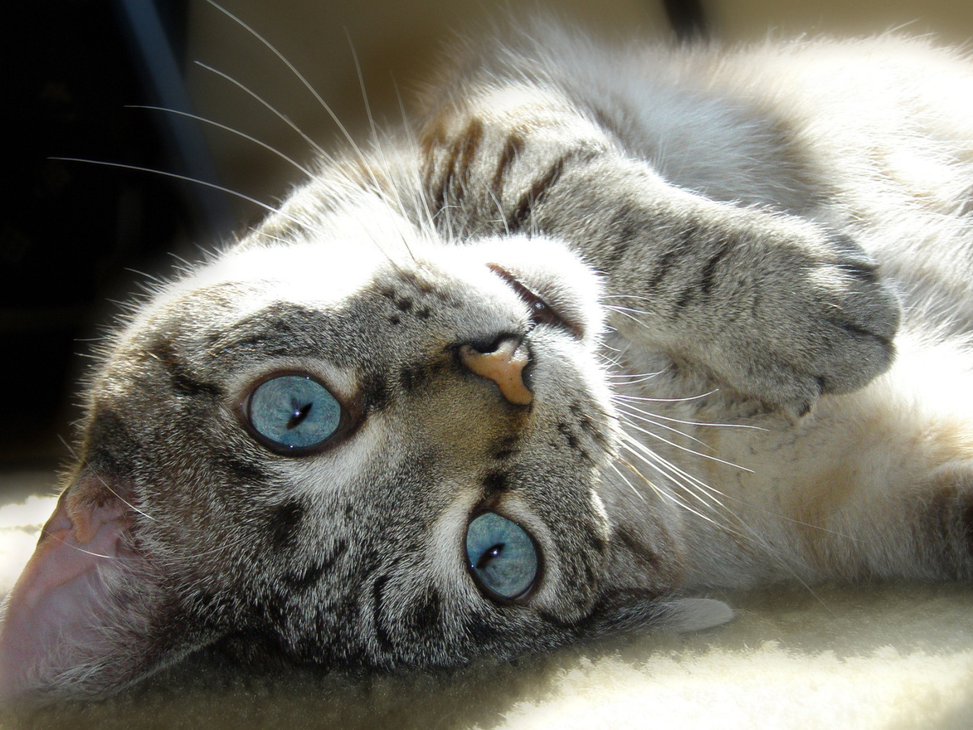 Валяющаяся кошка