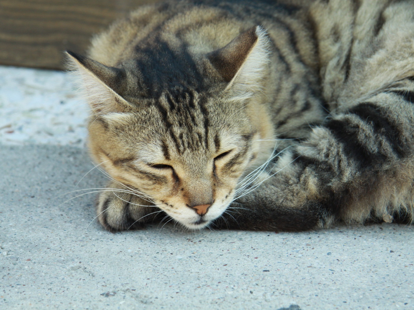 Сонный Васька