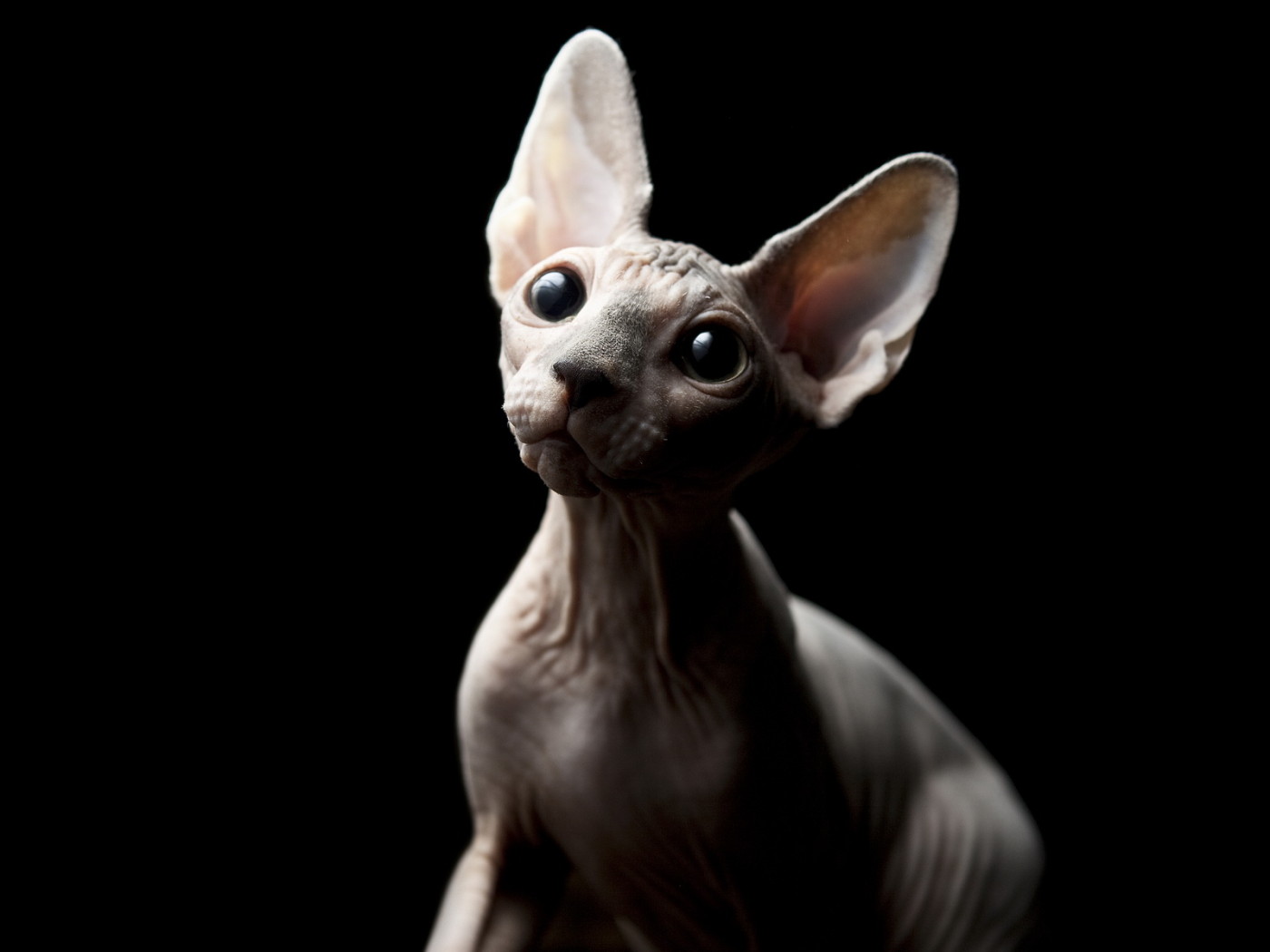 Кошка Сфинкс