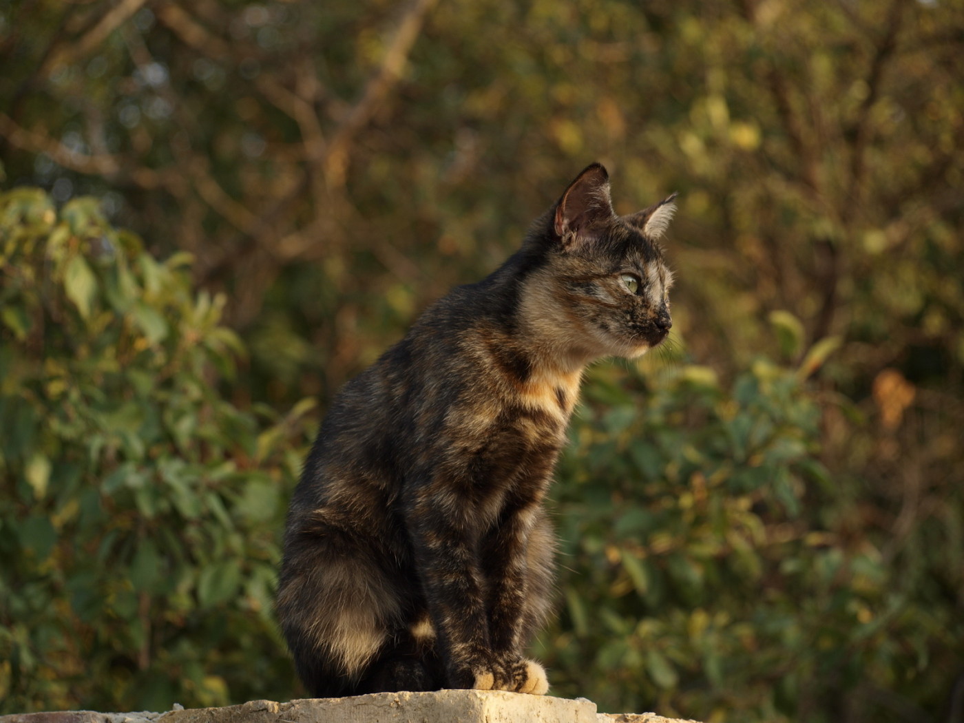 Пятнистый кот