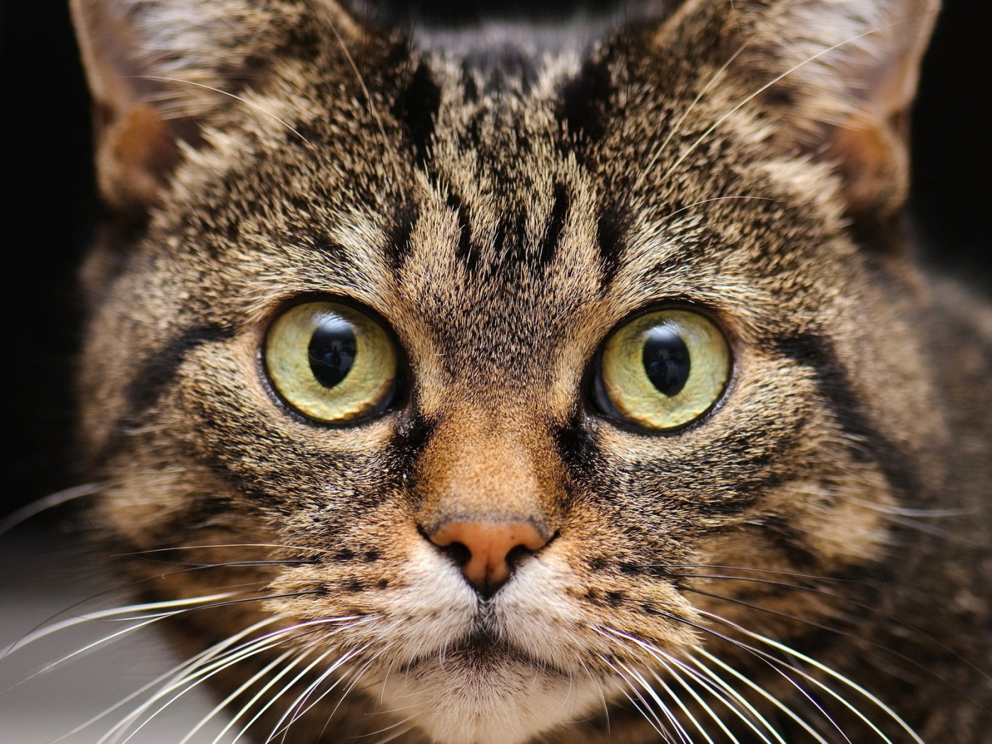 Удивленная мордашка