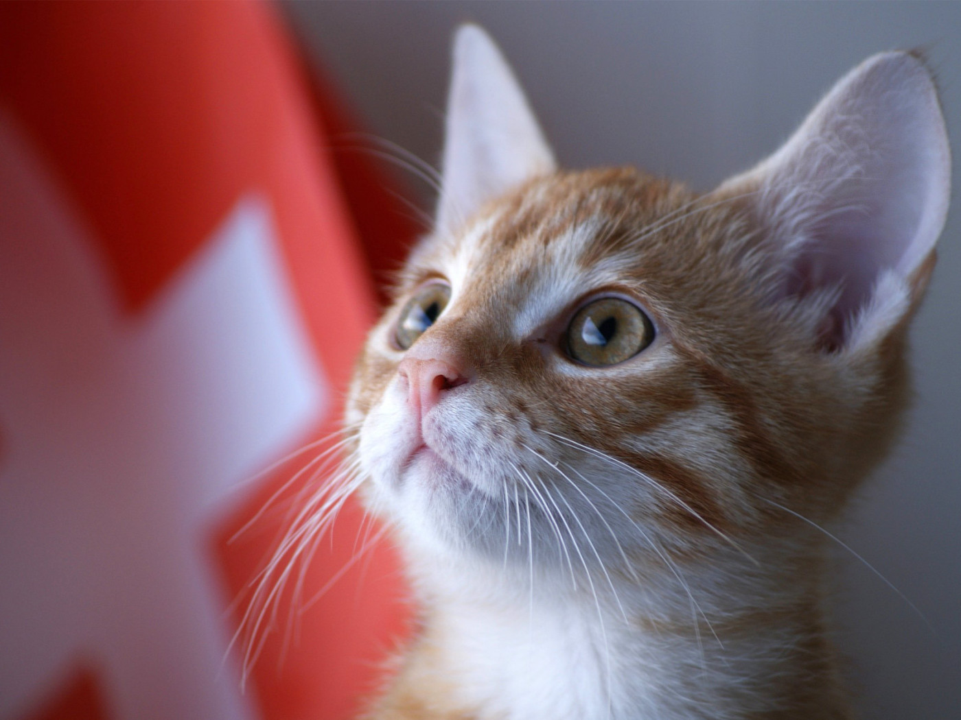 Швейцарский армейский кот