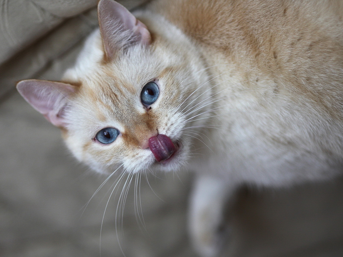 Кошачий язычок