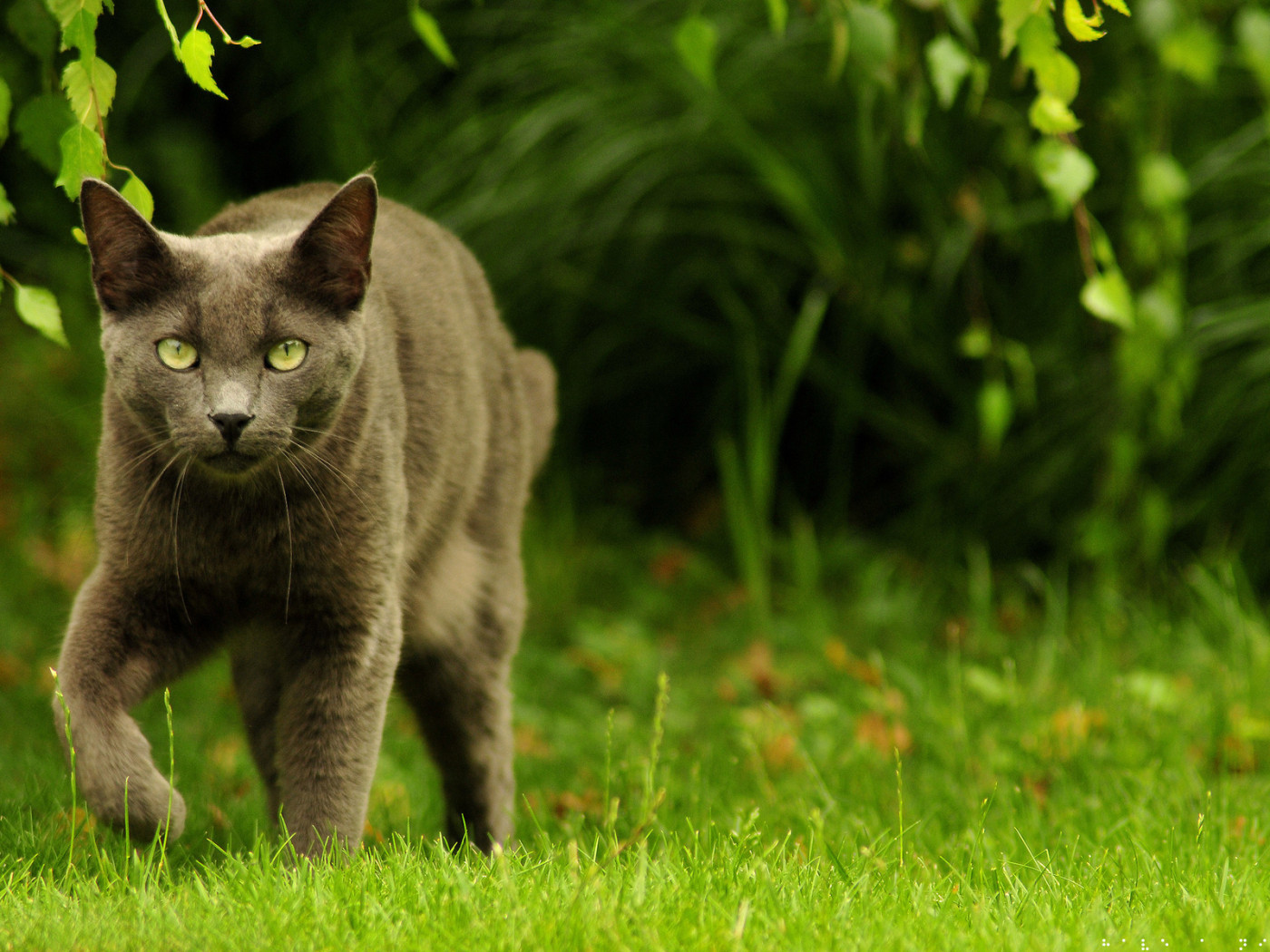 Зеленоглазый охотник