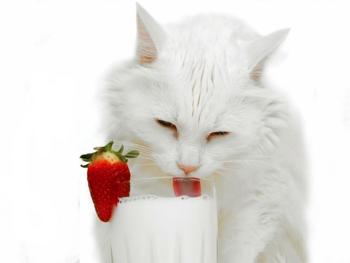 Белая кошка и молоко