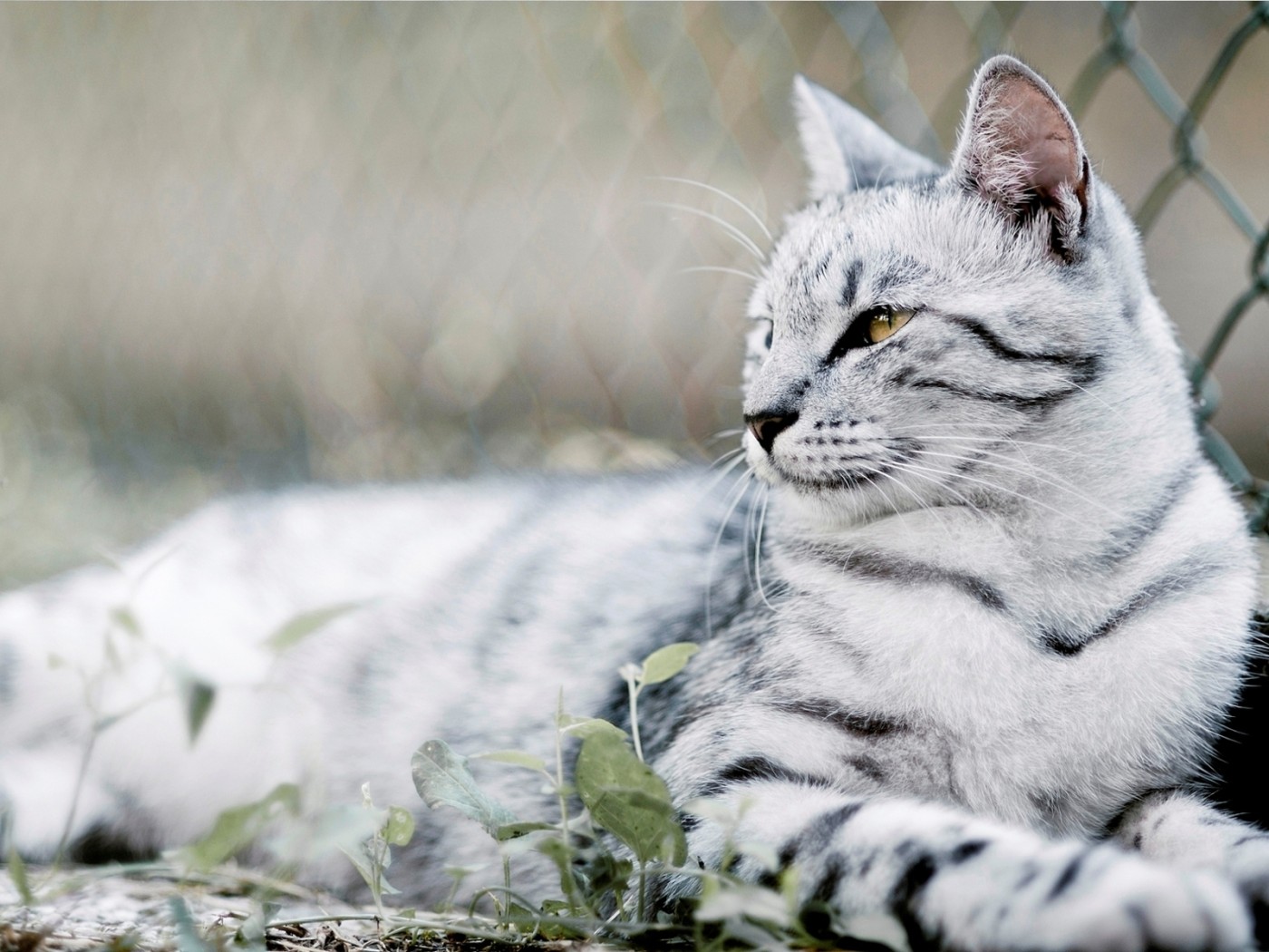 красивый Кот