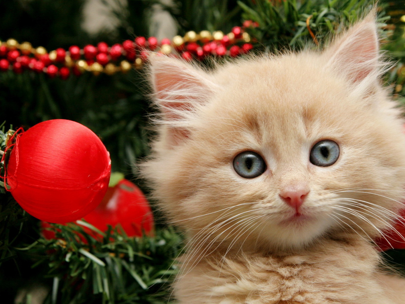 Котенок и елка