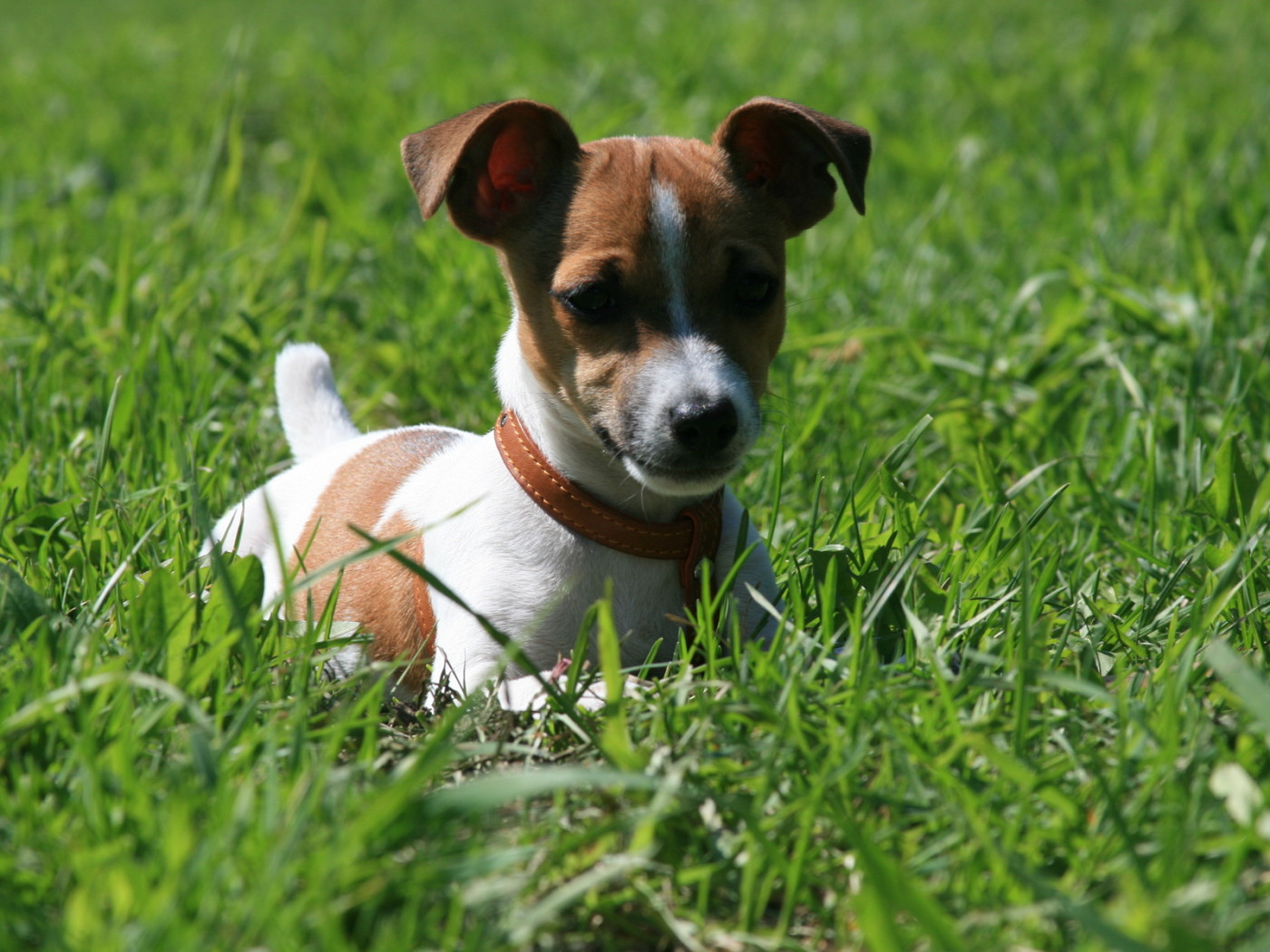 Джек-Рассел терьер
