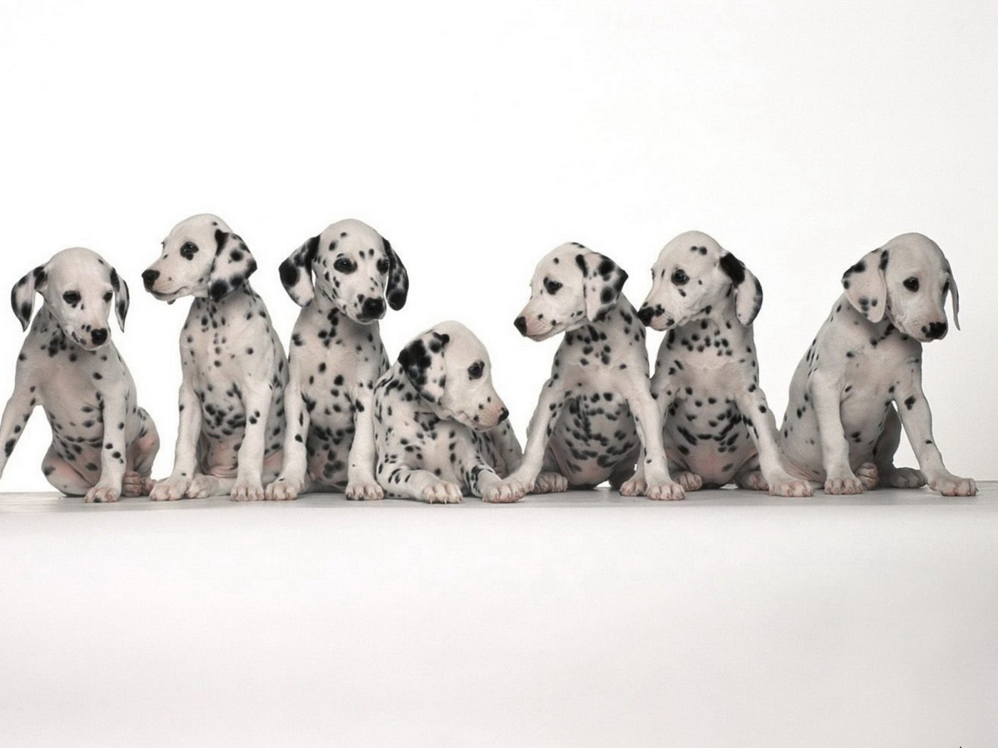 Щенки долматинца