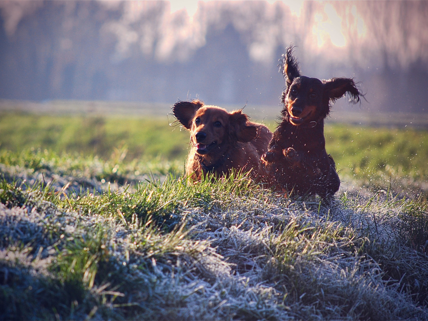 Щенячий восторг