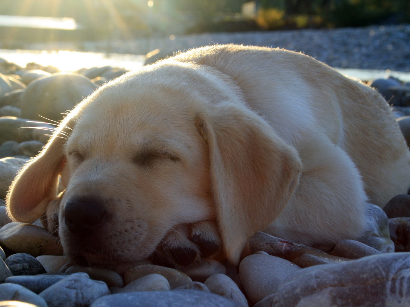 спящий Лабрадор