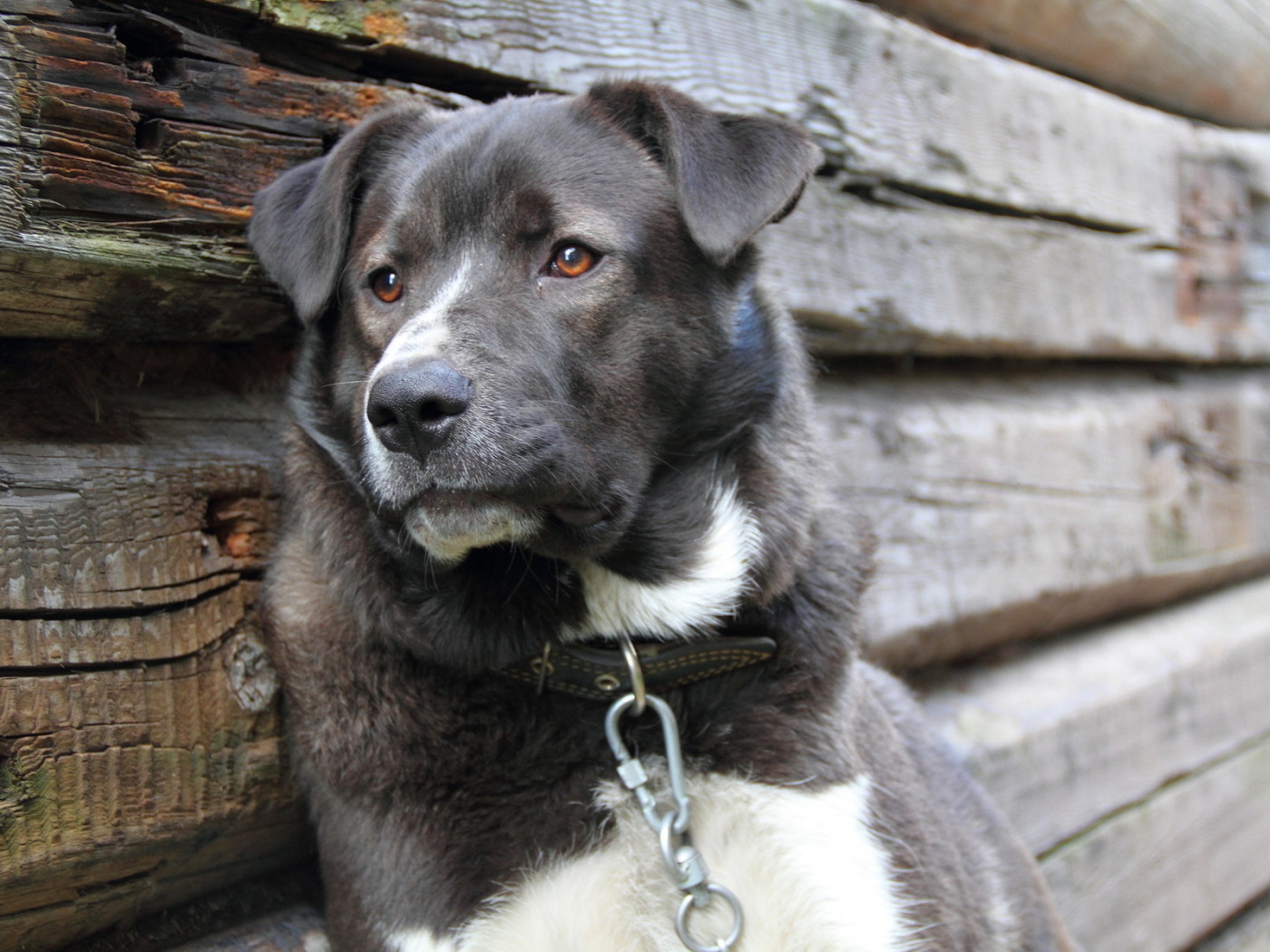 Усталый пес