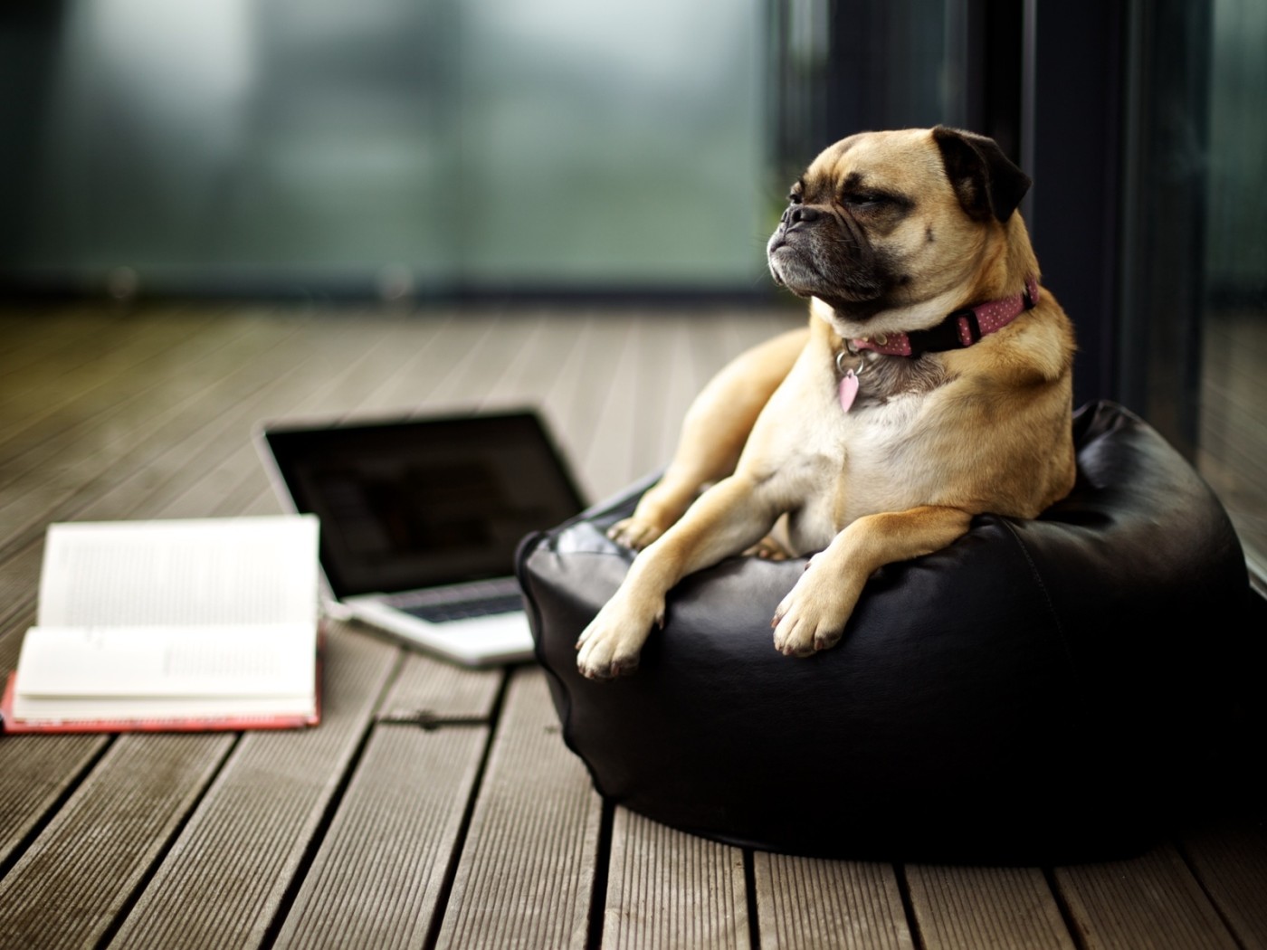 важный Мопс