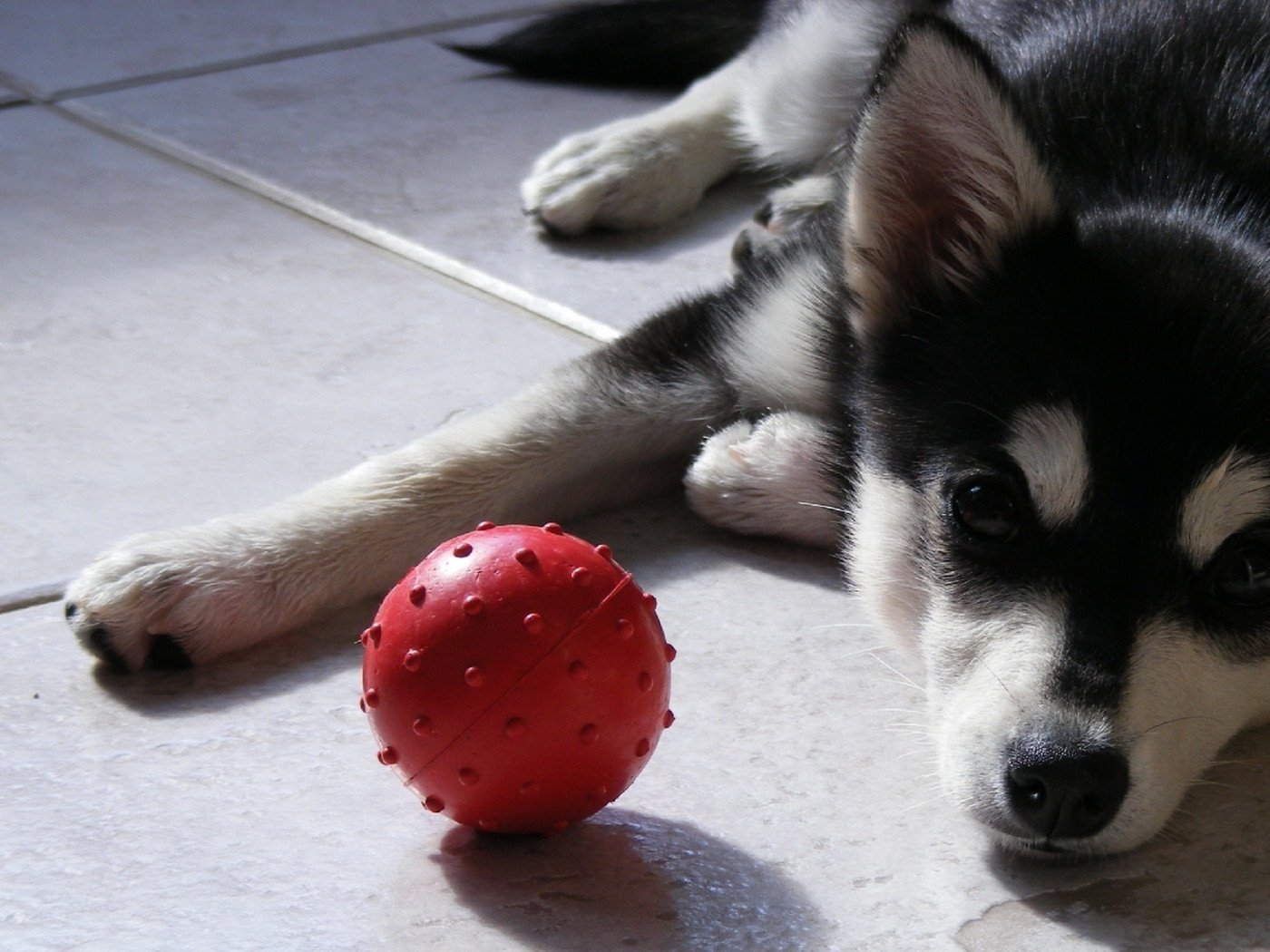 щенок Сибирского Хаски