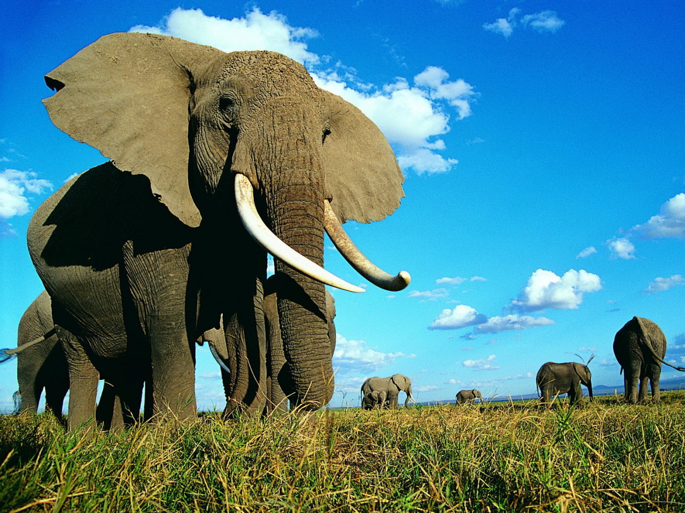 Семейство слонов