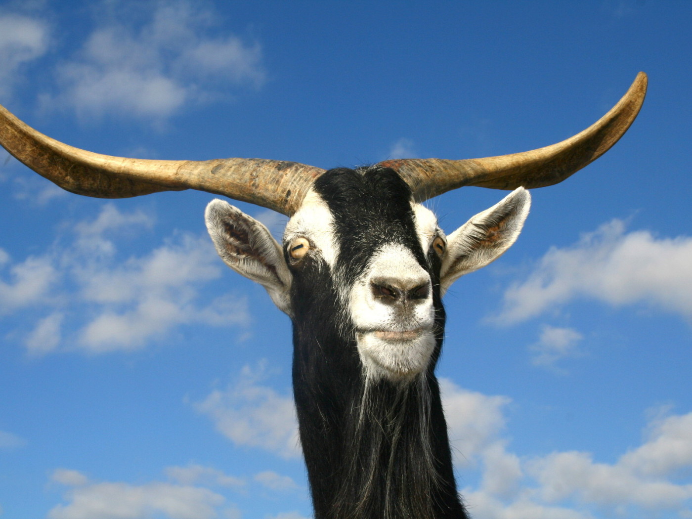 Козел рогатый