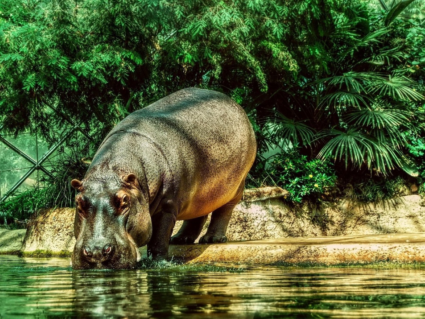 Бегемот на водопое