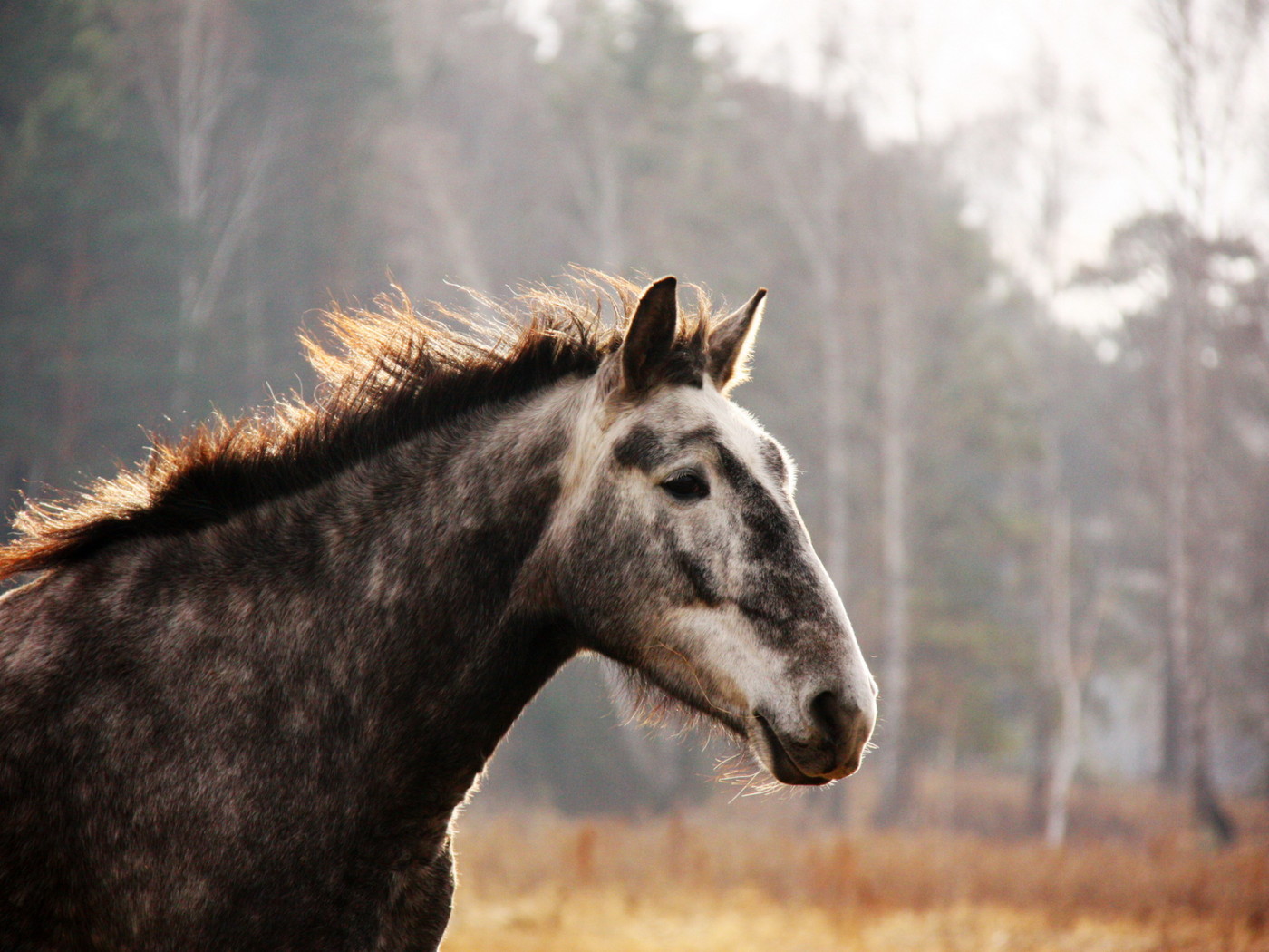 Лошадь на прогулке